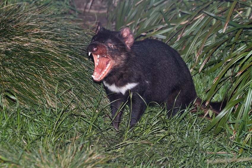 Tasmanian Devil (Australia)