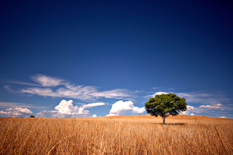 Lonely tree