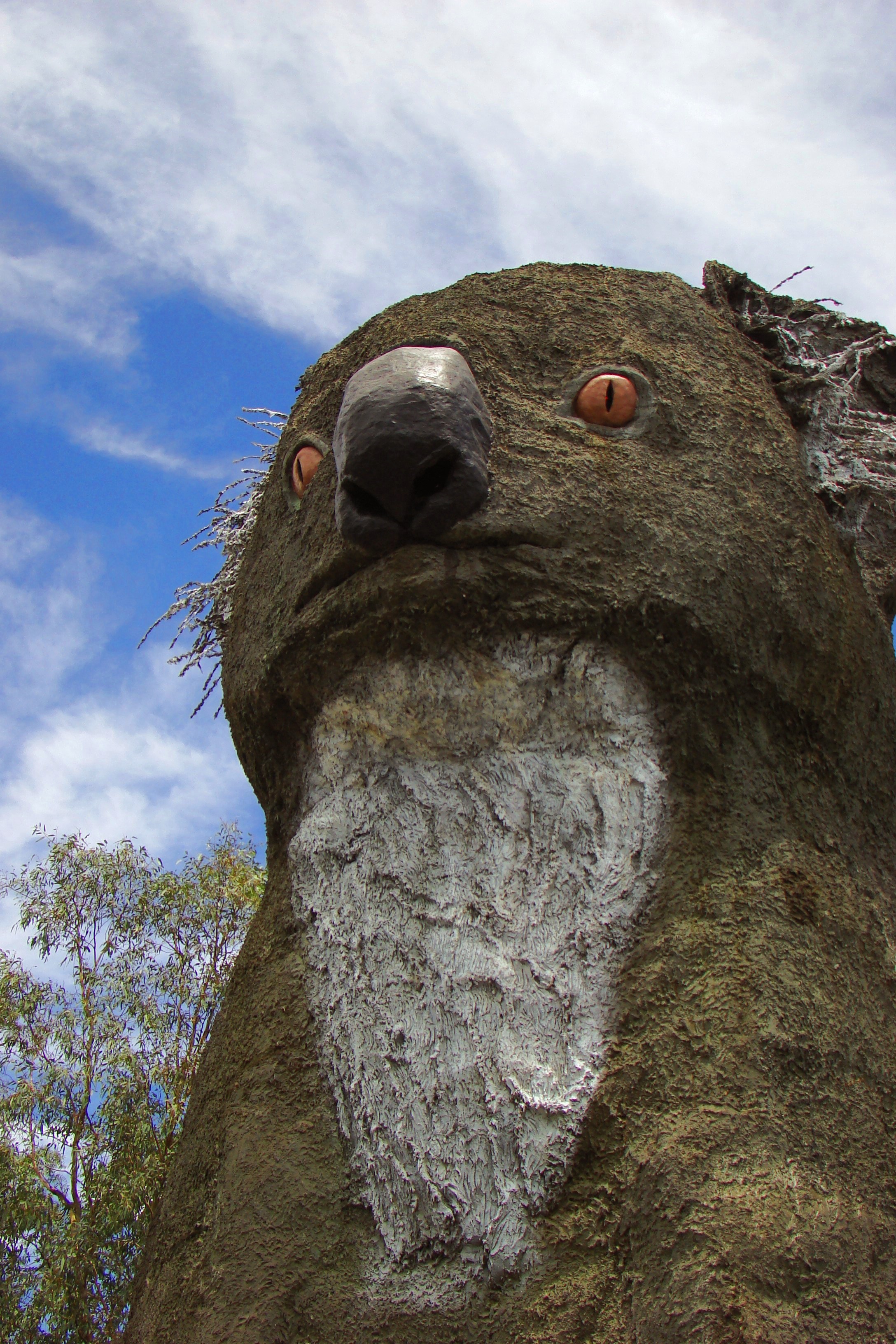 Giant Koala