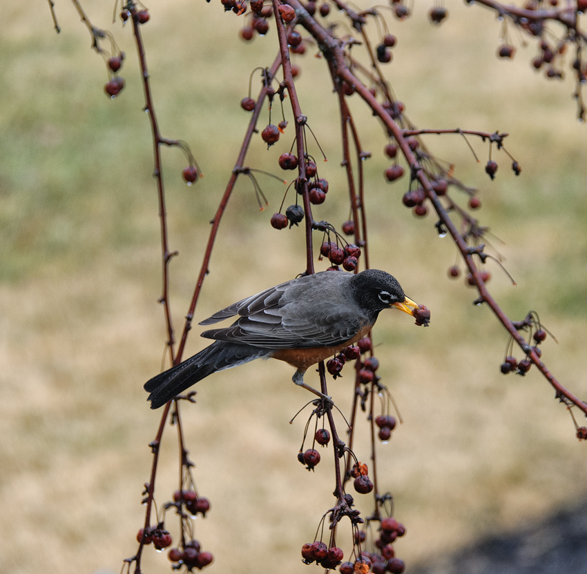 American Robin