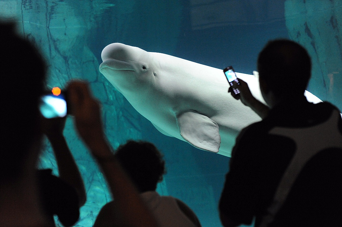 beluga whale