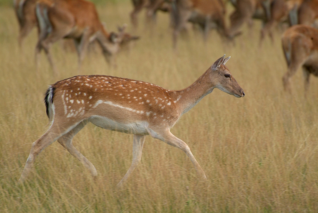 Deer in Richmond Park