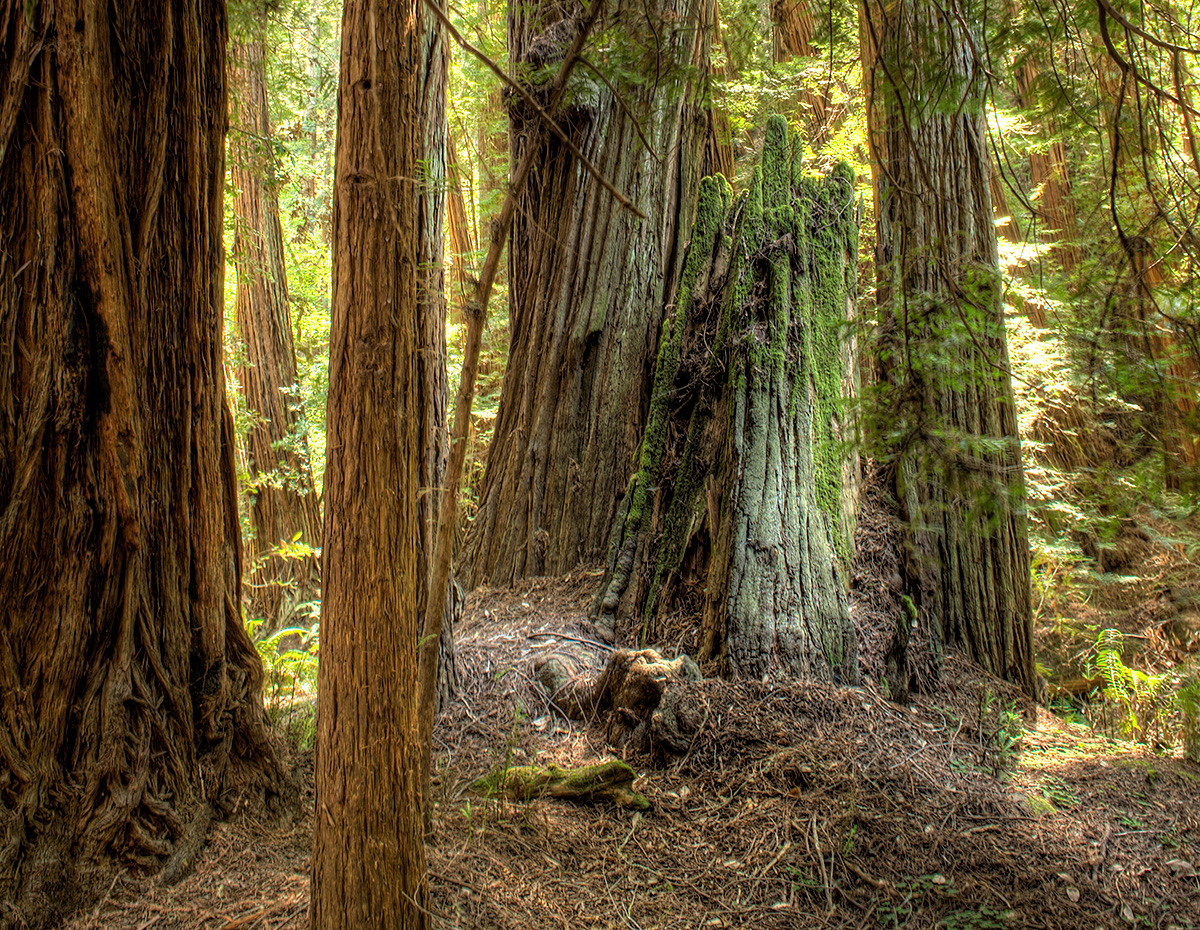 _DSC1817s1200w.jpg