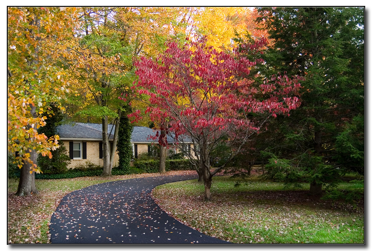 Fall Colors