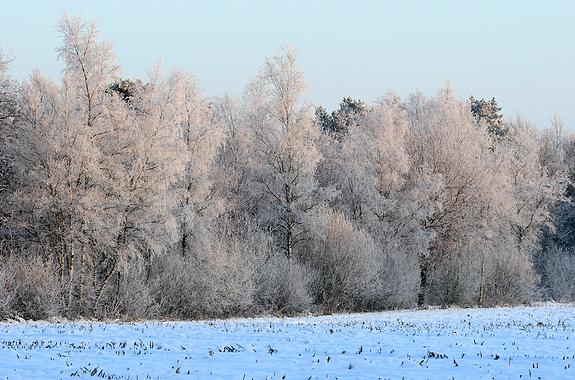 liereman-2009-01-09_009.jpg