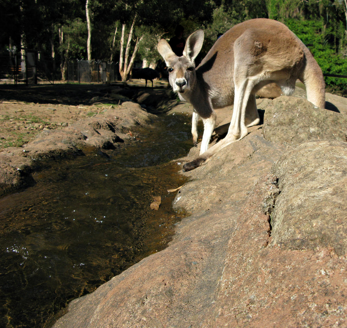 Currumbin Sanctuary