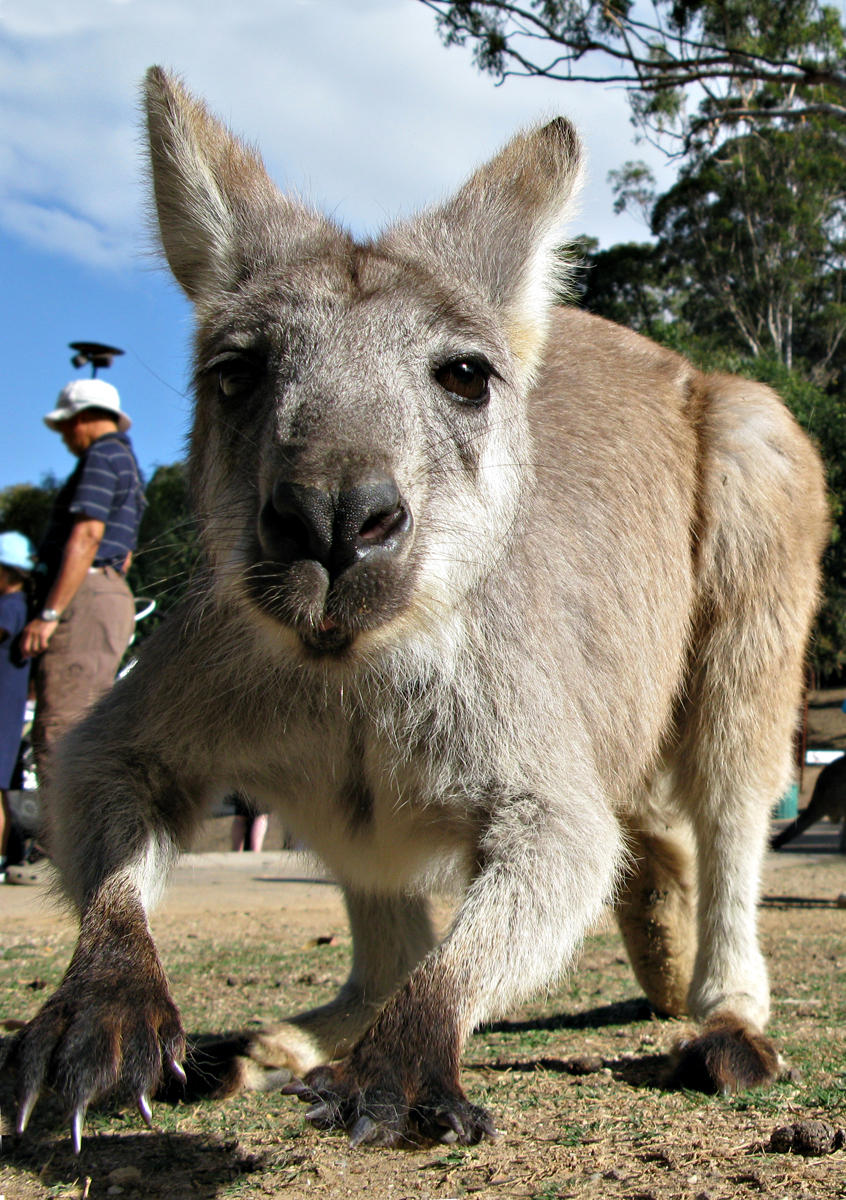 Curious Kangaroo
