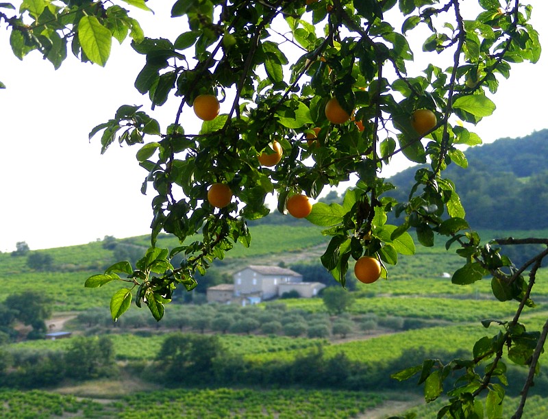les oranges du sud