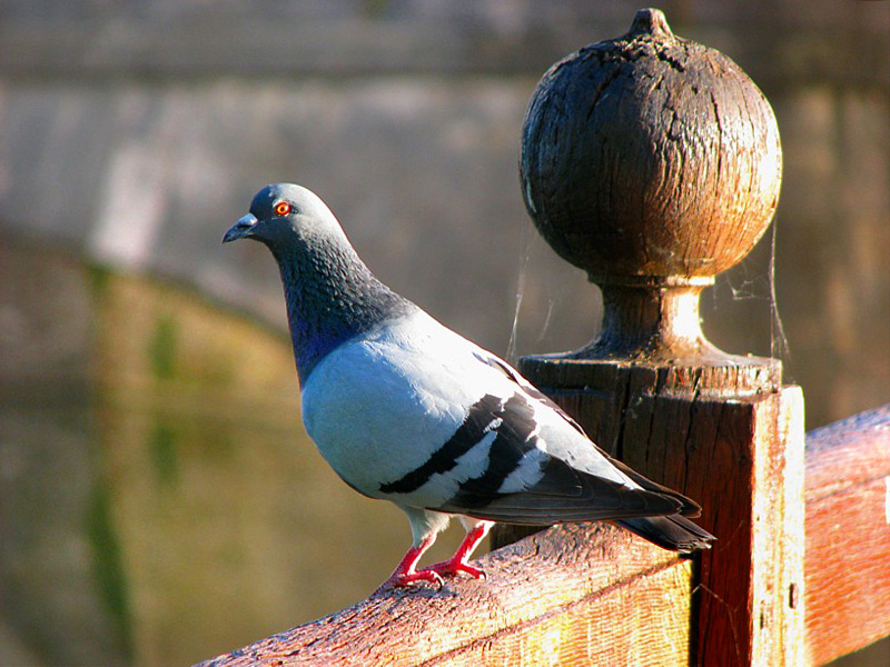 Pigeon  et boule de bois