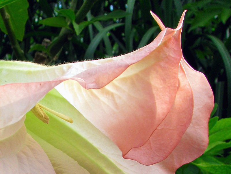 la fleur escargot - a snail flower