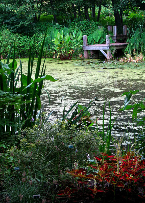 The little pond