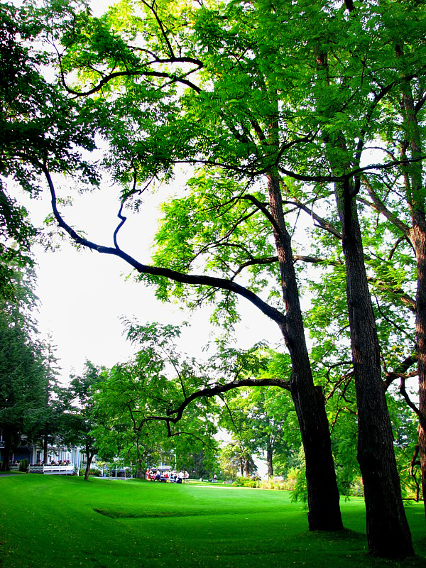 les arbres ont un cot majestueux