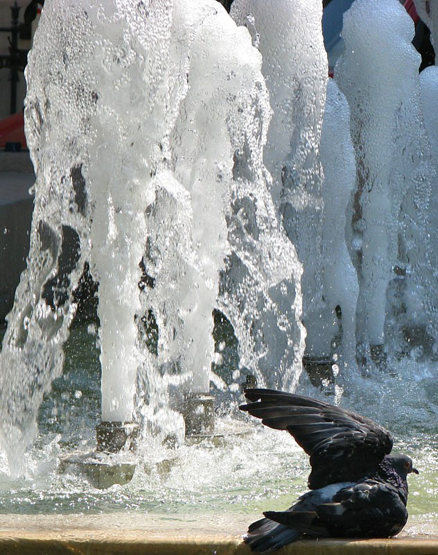 Un jeu d'eau et le pigeon
