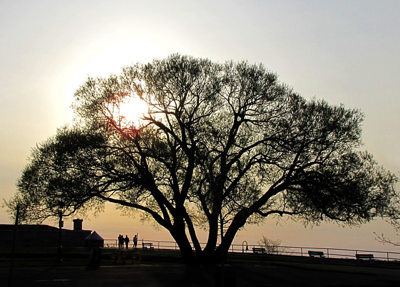 L'arbre  la forteresse