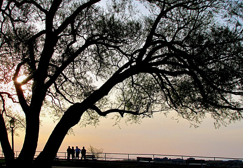 quatre touristes et the arbre