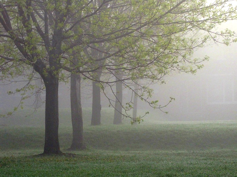 Foggy day in my backyard