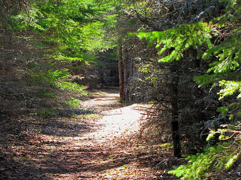 sentier du parc