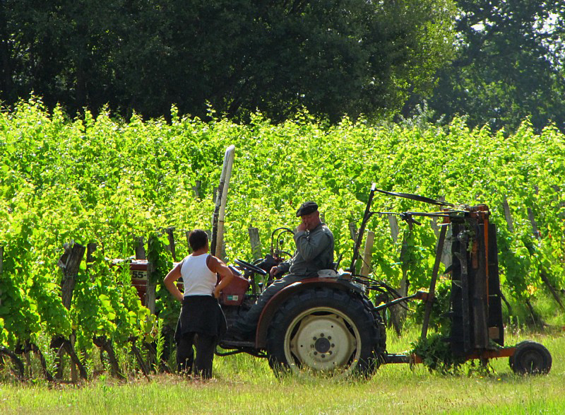 au pays des vignes