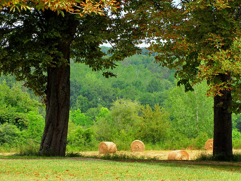 les foins et les marronniers