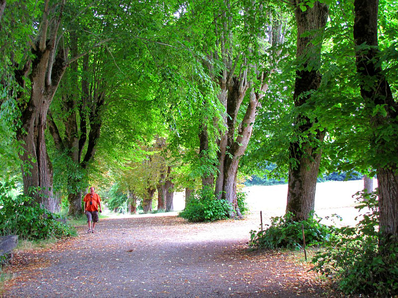 promenade sous les arbres