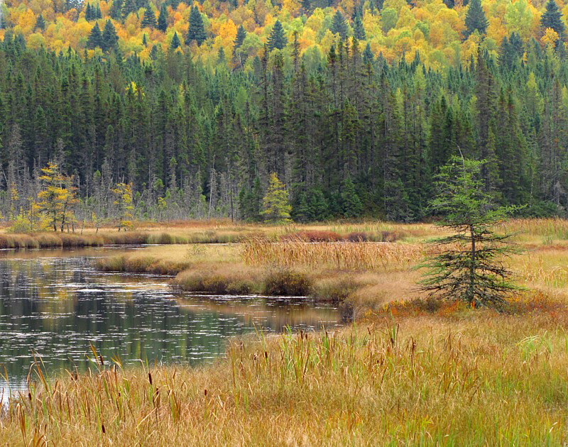 paysage du parc