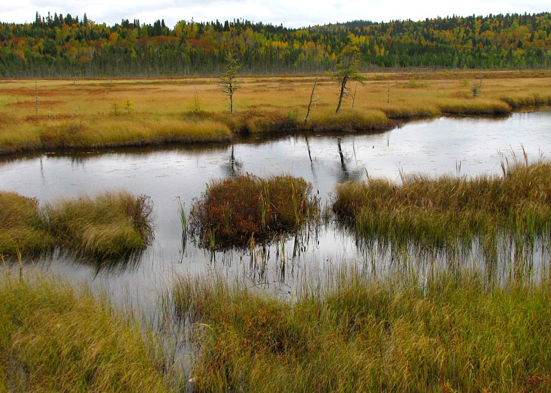 les marais du parc