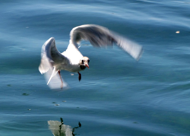 boug sur mouette