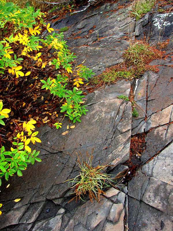 automne vert et jaune