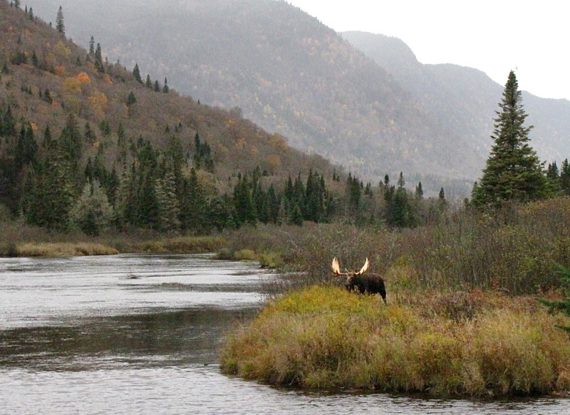 le buck dans les herbes longues