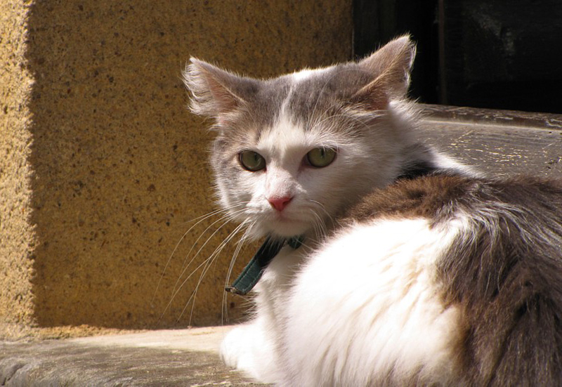 chat d'Angers