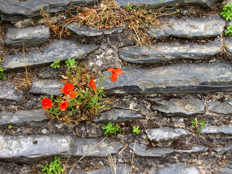 Coquelicots sur ardoise