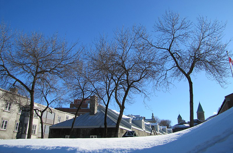 les arbres au ciel bleu