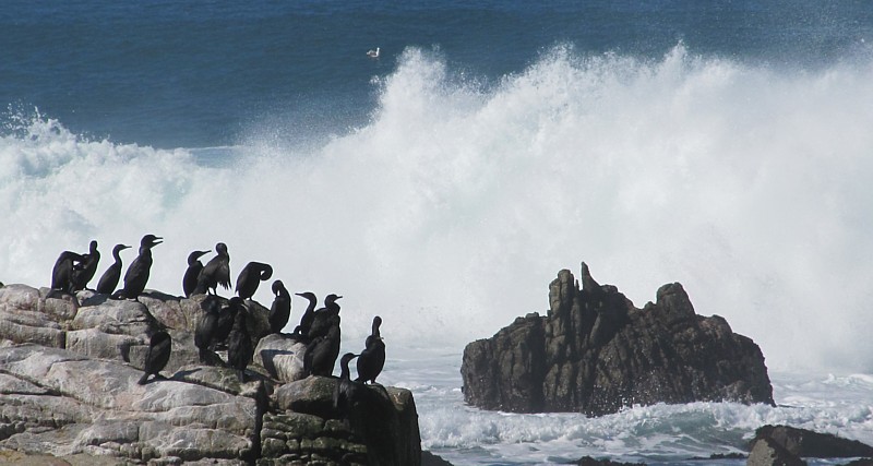 cormorans