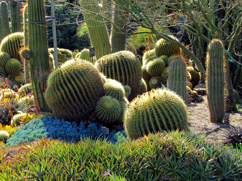 le jardin des cactus de Huntington