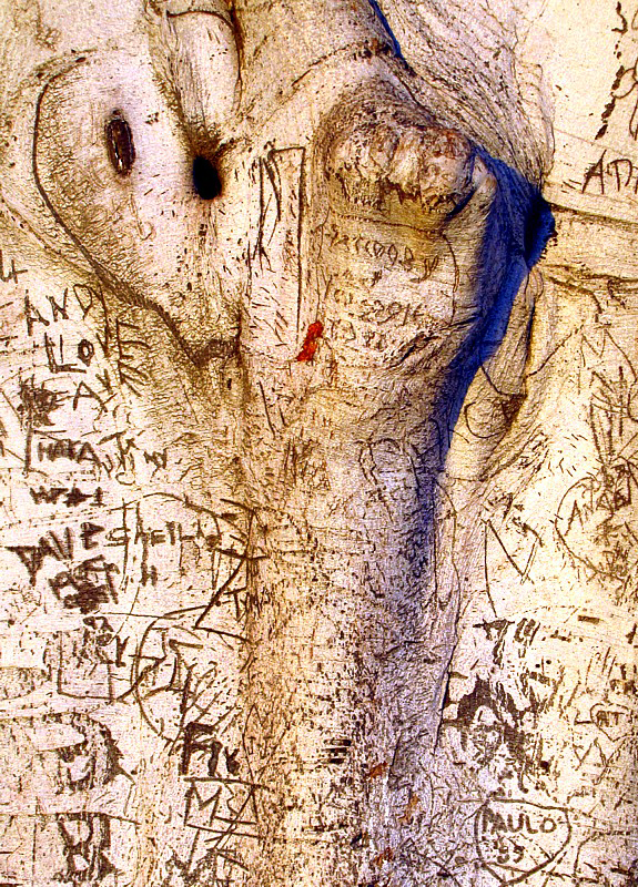 L'arbre tatou