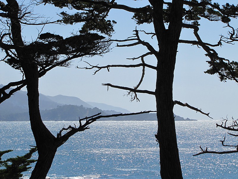 les deux arbres noirs devant la baie