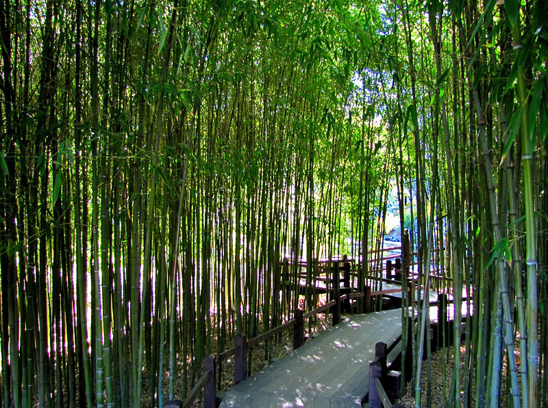 fort de bambou