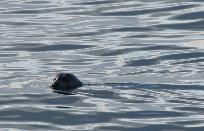 le phoque de Morro Bay