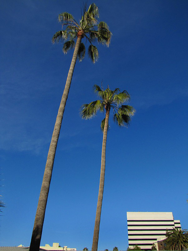 deux palmiers dans le ciel