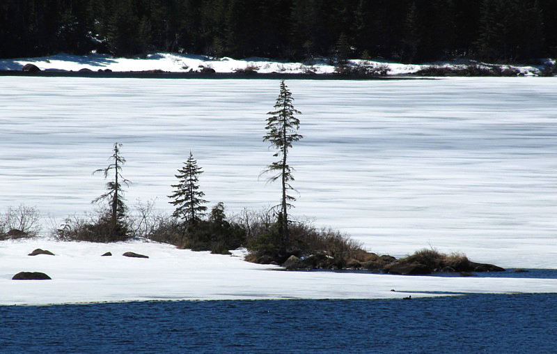 Trois pinettes