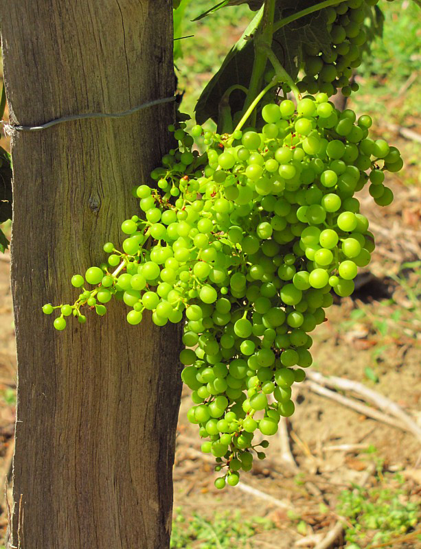raisin de Gascogne