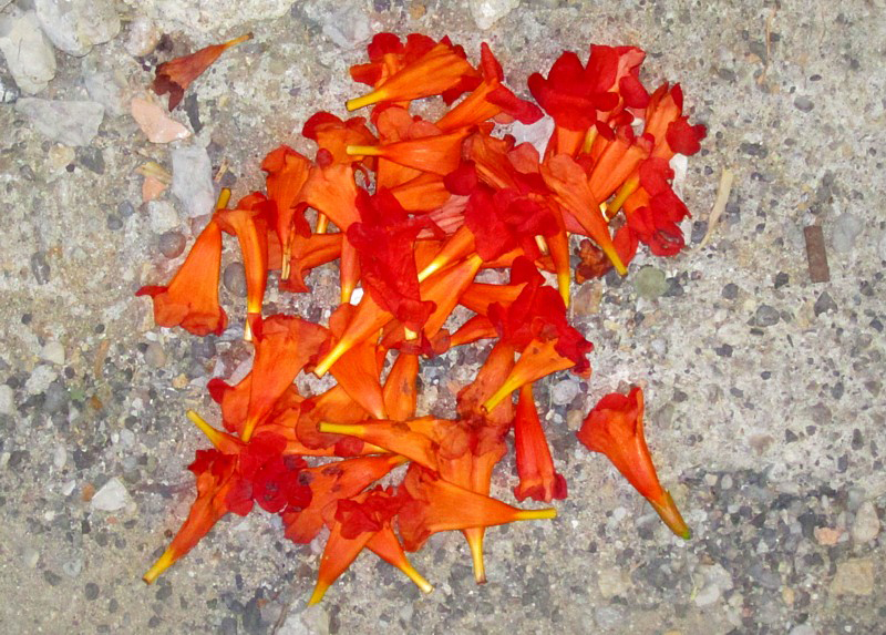 fleurs de Bignonia