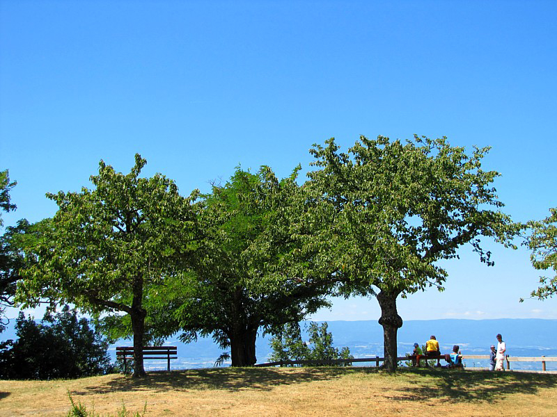 les arbres de la promenade