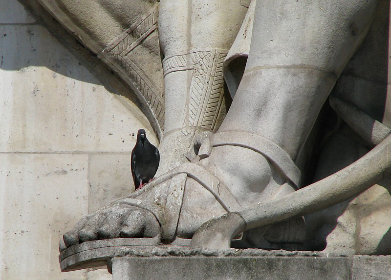 pigeon au pied