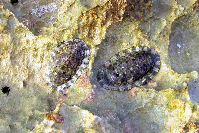 gastropodes