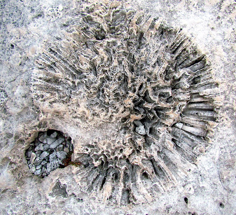 arborescence fossile