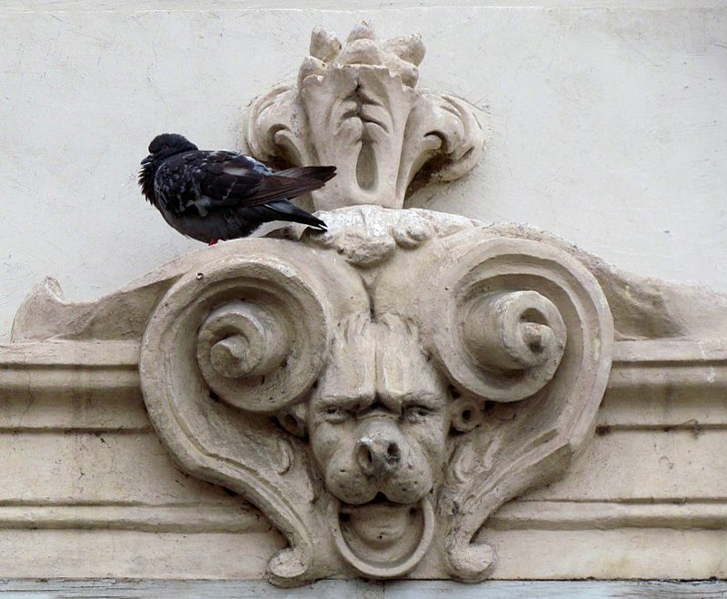 pigeon clandestin