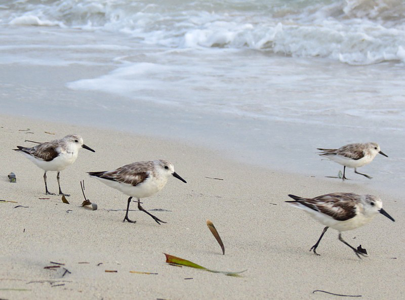 bcasseaux sur la plage