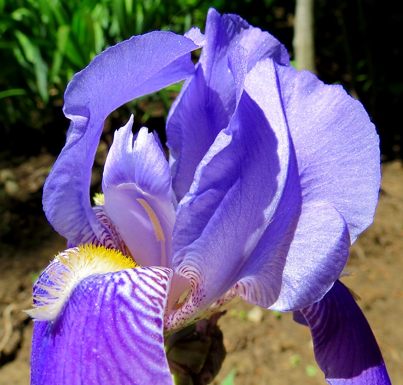 Lys bleu  la langue jaune