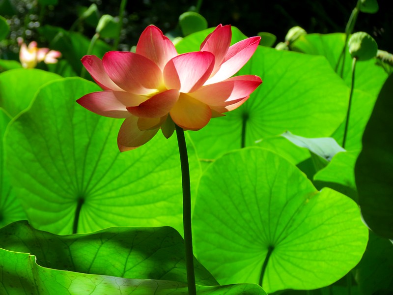 Lotus et feuilles